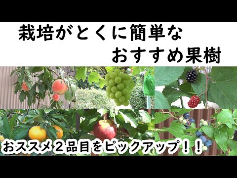 果樹を植える時期