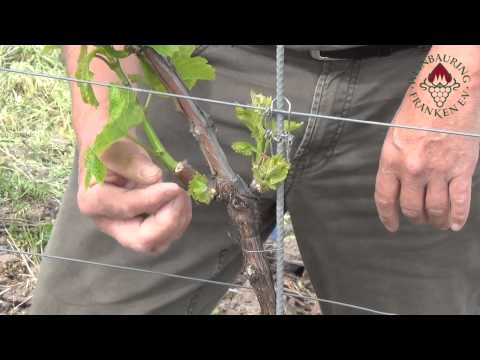 Ausbrechen und Triebkorrektur: "Sanfter Schnitt", Junger Stock