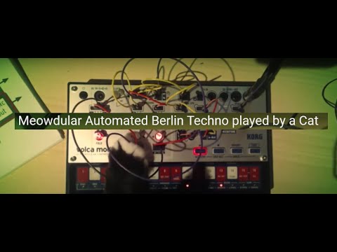Cat Plays Meowdular Automated Berlin Techno on Volca Modular