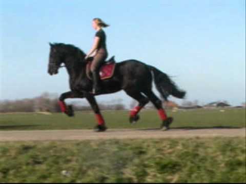 Stal Okkema's Wilco v. Haitse (for sale)