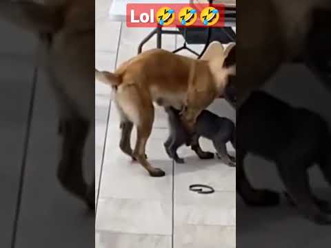 to funny dog & cat 😝😝size is not matter 🤣🤣😂 #short #reels #india #nepal