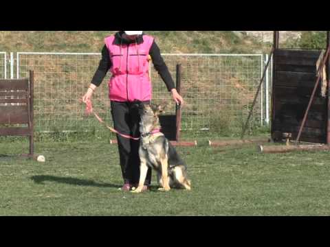 Jabina Newa obedience 20 months