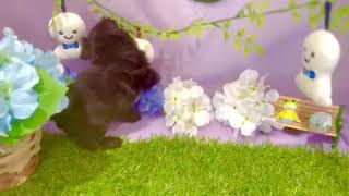 ハーフ犬の動画01
