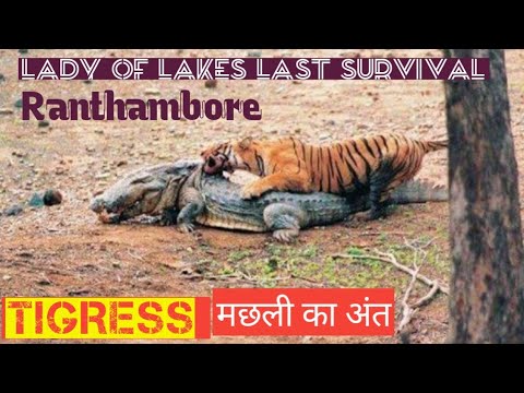 Tigress Machli  T-16 Taking last breath on 18 08 2016 at Ranthambore National Park