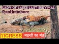 Tigress Machli T 16 Taking Last Breath On 18 08 2016 At Ranthambore National Park