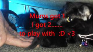 Late night playtime  mm  07102015