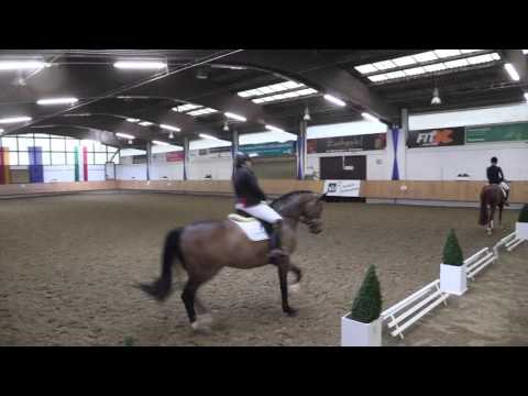 Viva Westfalia , 4 jähriger Hengst von Vitalis x Fürst Heinrich