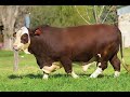 MATON BRAFORD CIAVT SEMEX