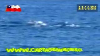 preview picture of video 'Cartagena de Chile Delfines en Playa Grande.'