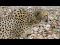 Smithsonian's National Zoo's Cheetah Conservation Station
