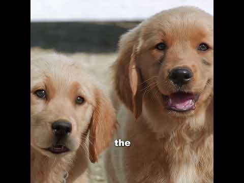 Five Puppies