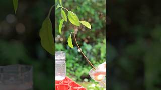 2026、今年のアボカド水耕栽培 8月8日 #garden #nature #園芸