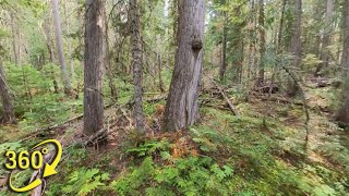Old-growth Interior Cedar-Hemlock (ICH) Forest 360° VR Walk
