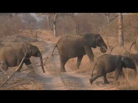 Sept 10, 2017- Sunrise-  Cute Elephants on Djuma this morning