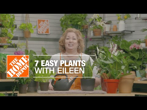 , title : '7 Easy Indoor Plants with Eileen | Indoor House Plants | The Home Depot'