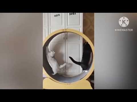 Best funny videos_Dogs & cats #funnyvideo