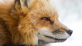 Best of Mr. Foxx Frequency- Indie/Folk Playlist, 2020 (Volume 1)