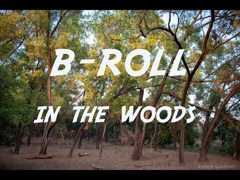 B-roll In the woods