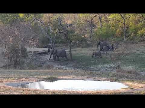 Djuma: Elephant herd drinks at dam, then some have quick mud splash - 17:08 - 10/08/21
