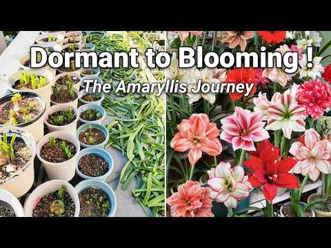 Ultimate Amaryllis Care Guide:  The Magical Journey From Winter Dormancy to Spring Rebloom!