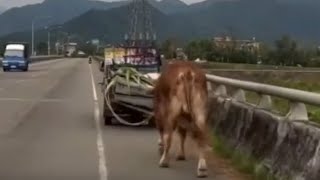 超可憐牛牛遭飼主拖行