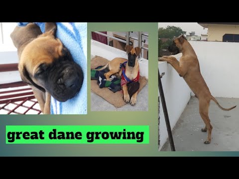 great dane growing  up. #Shorts