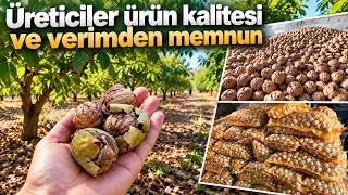 Edirne'de 400 ton ceviz rekoltesi bekleniyor : Üreticiler memnun