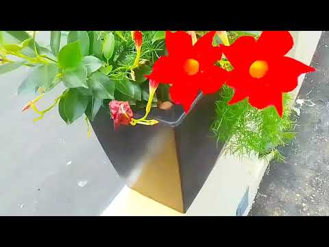 Ponte Nova pronta, é flores lindas!"