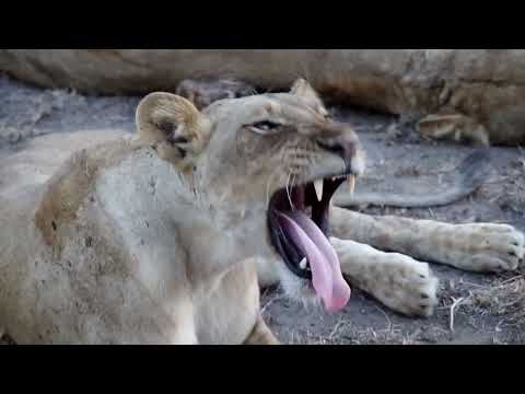kakuli bush camp, with Time+Tide in the Luangwa Valley