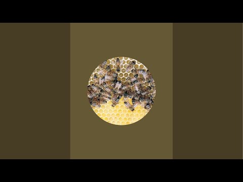 Live am Bienenvolk Test - von Minute 18:00 bis 20:58 Ton defekt