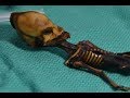 This Weird Skeleton Is Definitely Not an Alien