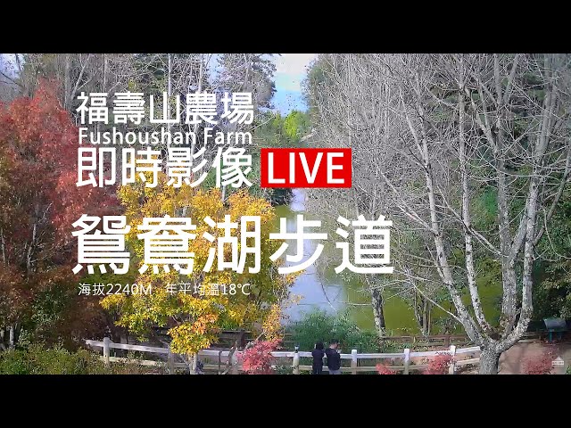 福壽山農場【鴛鴦湖步道-海拔2240m】即時影像