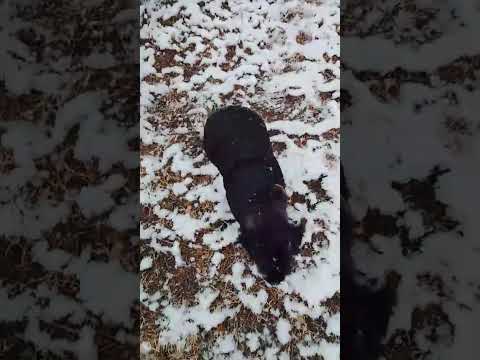 Nevada Arroyo de los Patos Córdoba 2025 #cordoba #nieve #viral #shorts