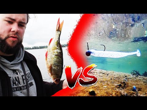 Das ist die größte Köder Lüge! Praxis Test Gummifisch vs Köderfisch zum Zanderangeln
