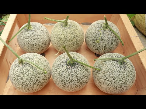 , title : 'Growing melons hanging plastic bowls on the terrace - Big fruit - Orange flesh'