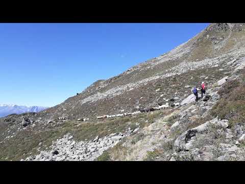 Almabtrieb wegen Wolfriss in Ellbögen