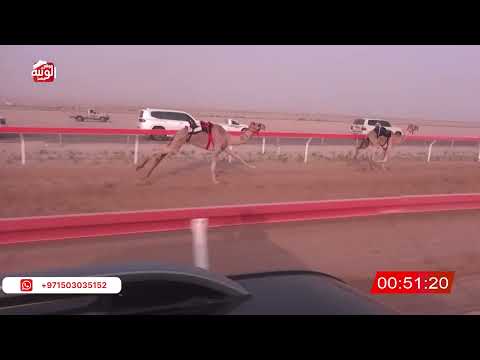  ش 3 (الشاهينيه) لـ سالم سعيد بن ناصر المنهالي 2:06:47 ، شارة الصندوق 2026/07/11 فطامين الوقن