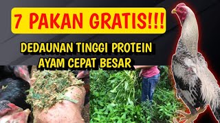 Download lagu FREE FEED!!! 7 HIGH-PROTEIN LEAVES TO FEED CHICKENS TO GET BIG QUICKLY mp3 Download lagu FREE FEED!!! 7 HIGH-PROTEIN LEAVES TO FEED CHICKENS TO GET BIG QUICKLY mp3