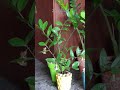ZZ PLANT