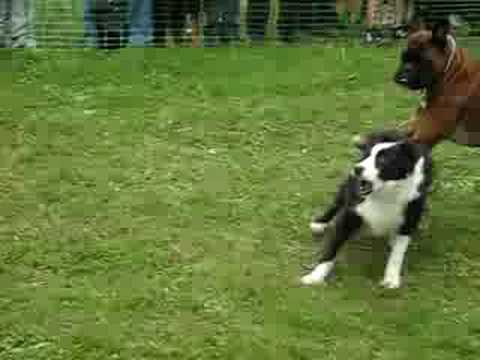 rocky op de hondenkoers