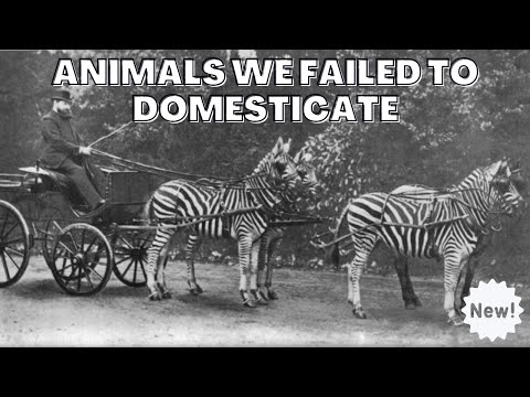 Top 10 Animals We Can't Domesticate | Not Domesticated Animals