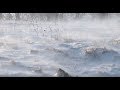 Snow Blizzard Relaxing Wind Sounds 1 Hour / Strong Winds Blowing Snow (Relax, Sleep, Study,...)