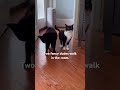 Fancy Cats Blackcat Cat Cute Shorts Tuxedocat
