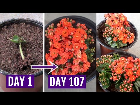 , title : 'See How to Grow & Care for Kalanchoe Plant Perfectly'