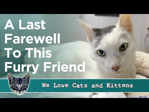 In Loving Memory of Gracie – Our Tribute To A Senior Cat And Those Who Cared In Her Final Days