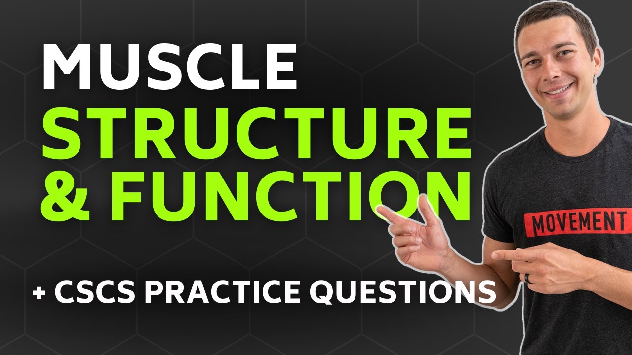 CSCS Chapter 1 | Muscle Structure and Function (with Practice Questions)