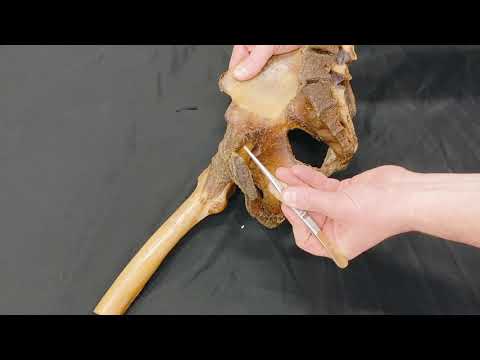 All about the pelvis - anatomy of the pelvic joints in a nutshell!