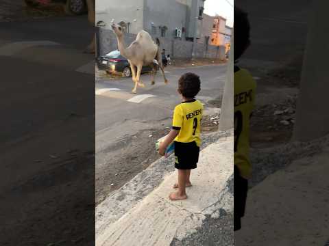 جمل جمل يجري بقوة وحمودي مصدوم 😱🐪🐪 #shorts