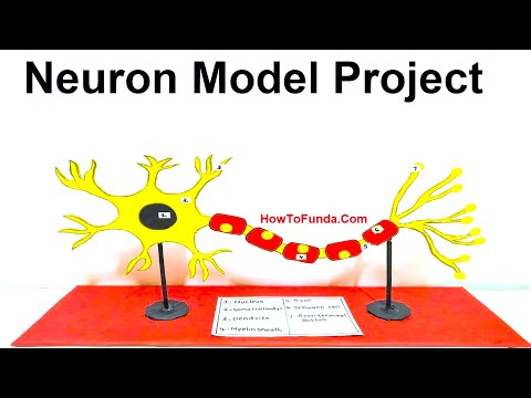 human digestive system working model 3d science project for science exhibition diy howtofunda