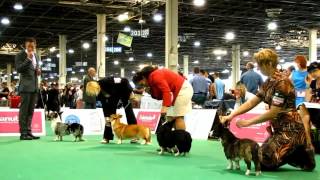 WDS Budapest 2013  Welsh Corgi Cardigan